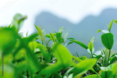 Growing green tea trees in spring mountains