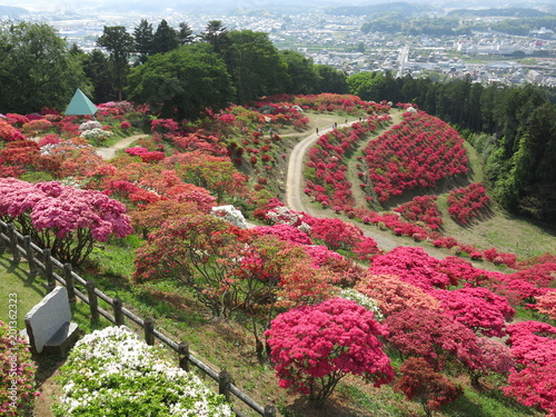 ツツジが咲く春の笠間つつじ公園（展望台からの眺め） photo