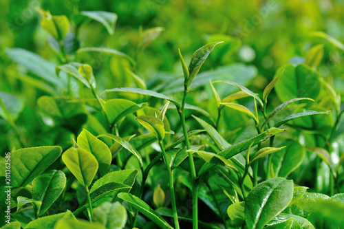 Growing green tea trees in spring mountains