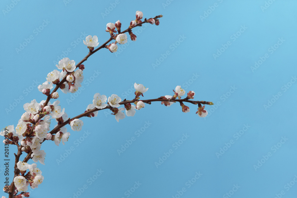 Branch of a blooming tree. Isolated Branch of a blooming tree. Isolated
