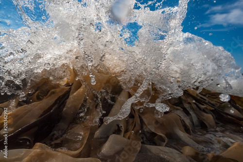 Ocean wave surf hitting and splashing off coastal seaweed at the beach, close up ground level.