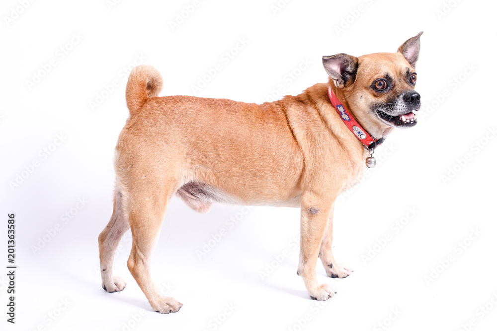Brown dog hybrids on a white background Brown dog hybrids on a white background