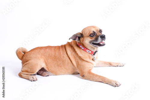 Brown dog hybrids on a white background