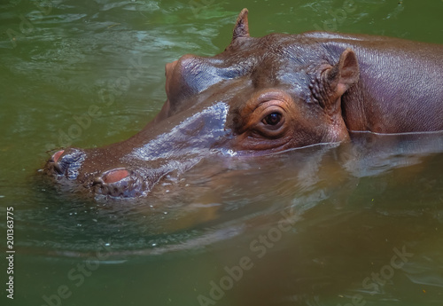 Looking hippo