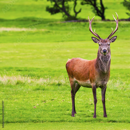 Male Red deer in natural environment on Isle of Arran  Scotland