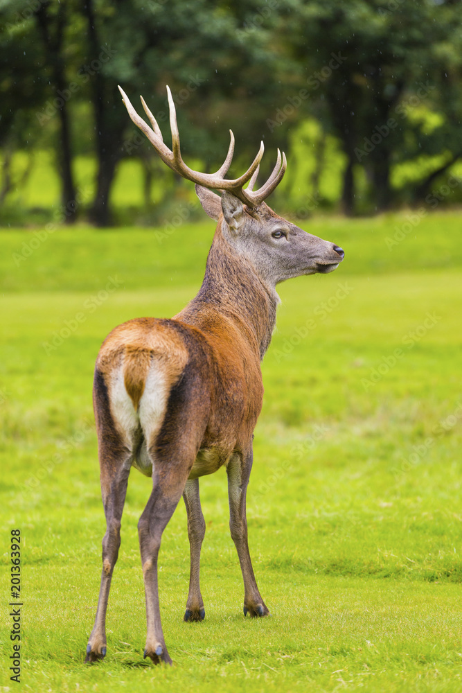 Male Red deer in natural environment on Isle of Arran, Scotland Male Red deer in natural environment on Isle of Arran, Scotland