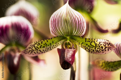 Close up of Paphiopedilum orchids.