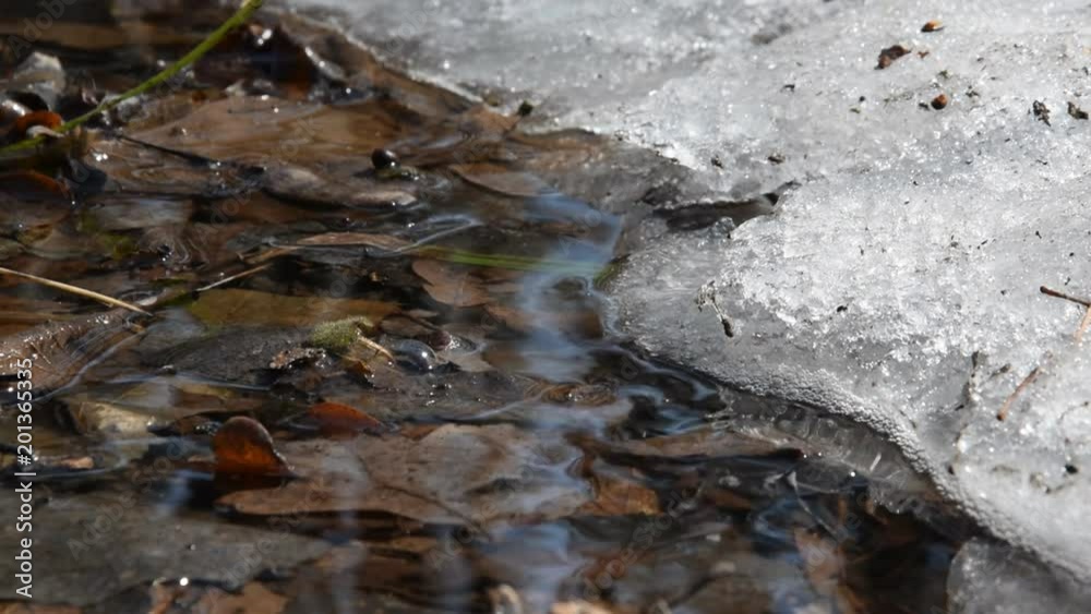 Early spring landscape of the snow in the forest. Melting snow in the spring in the forest. Early spring landscape of the snow in the forest. Melting snow in the spring in the forest.