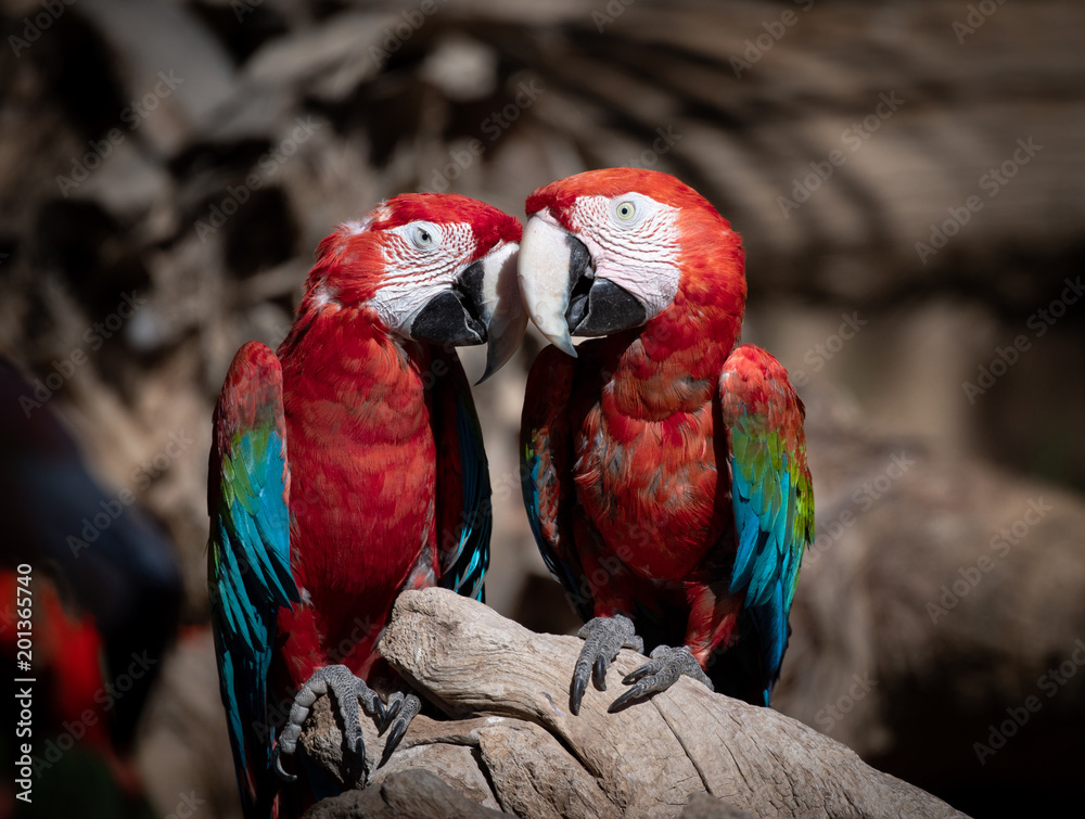 Two scarlet macaw's snuggling on a tree branch