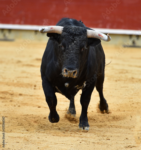 toro negro español en plaza de toros © alberto