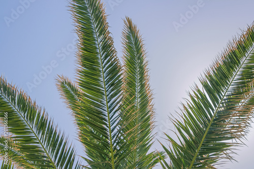 palm tree leaves in blue sky