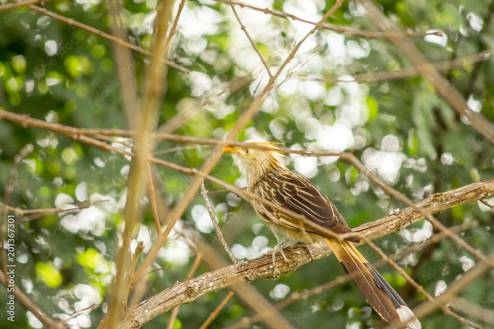 Natureza insetos e pássaros 