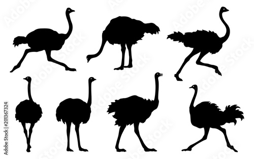 ostrich silhouettes 2018