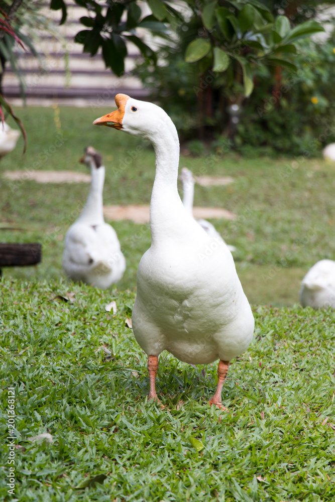 White goose walk on green grass background White goose walk on green grass background