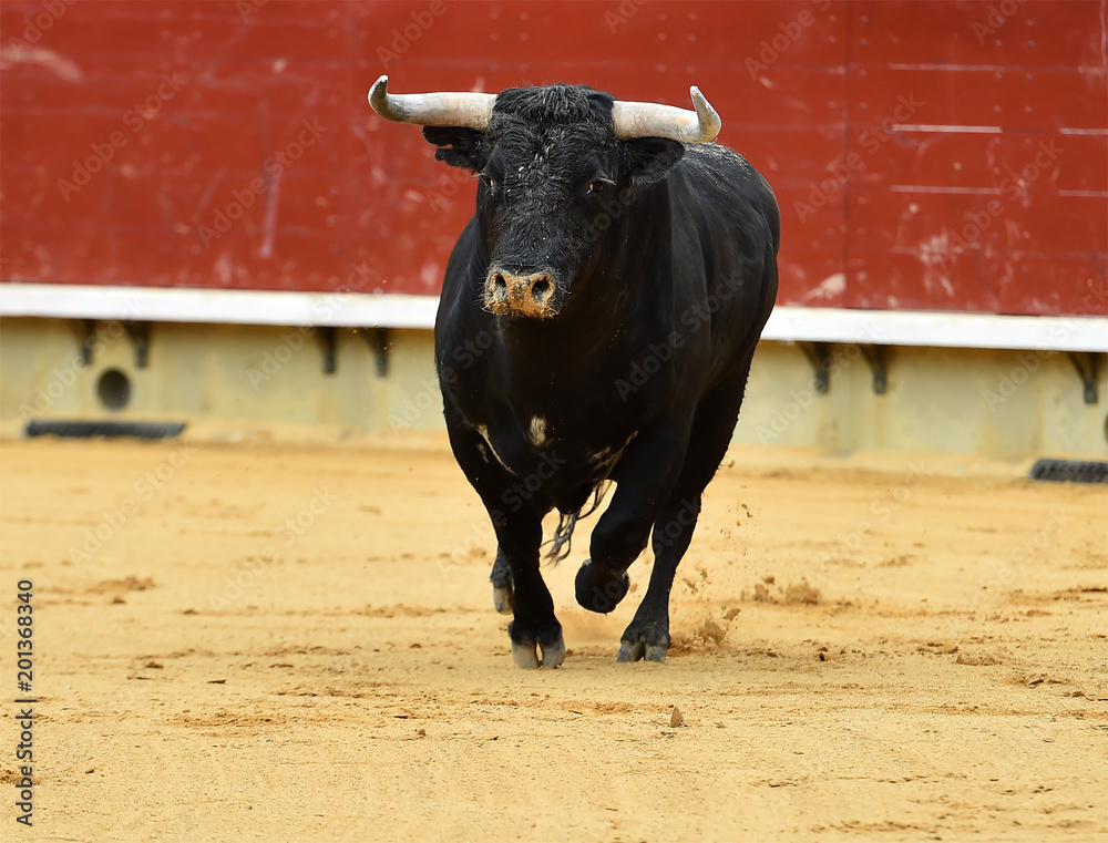 toro negro español en plaza de toros toro negro español en plaza de toros