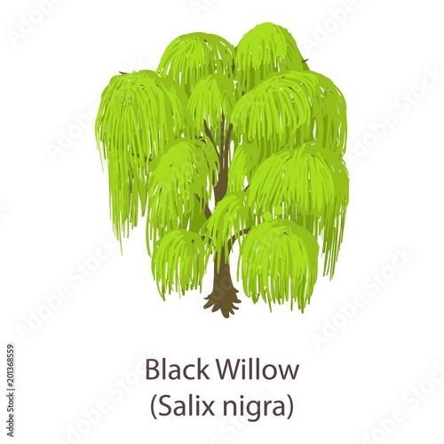 Black willow icon. Isometric illustration of black willow vector icon for web photo