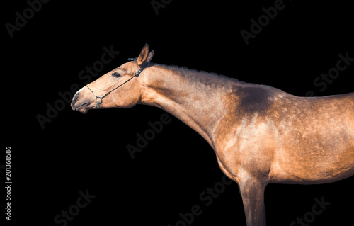 Portrait of horse isolated on black background