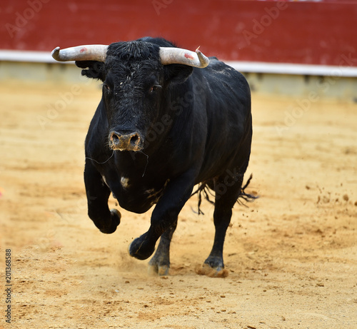 toro negro español en plaza de toros