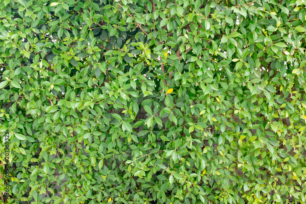 Green leaves wall background, tropical tree