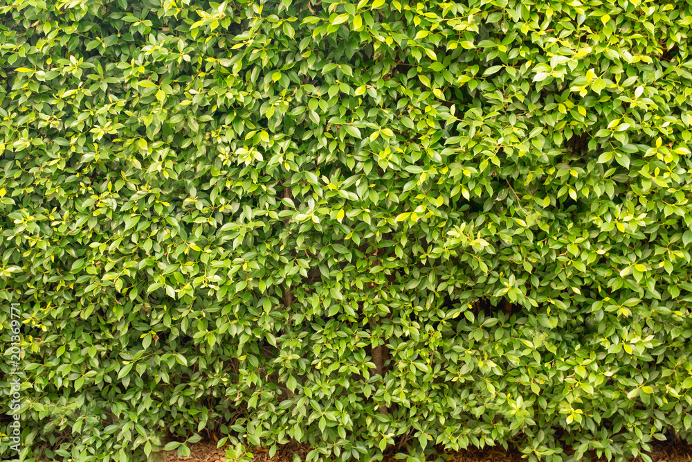 Green leaves wall background, tropical tree Green leaves wall background, tropical tree