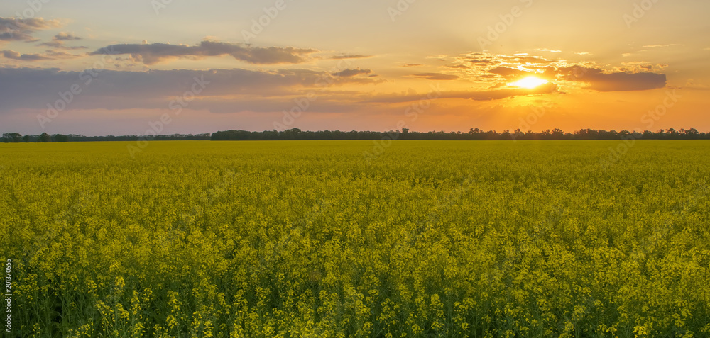 Magnificent sunset over rapeseed field