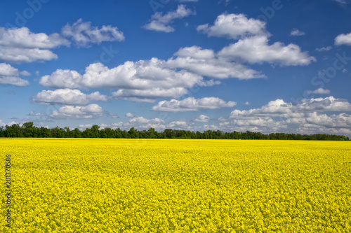 Fototapeta Naklejka Na Ścianę i Meble -  Picturesque canola field under blue sky with white fluffy clouds