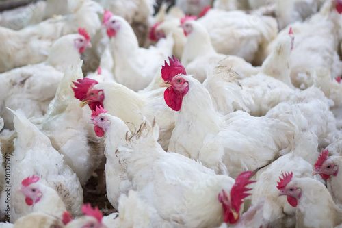 Poultry farm business for the purpose of farming meat or eggs for food from, White chicken Farming feed in indoor housing