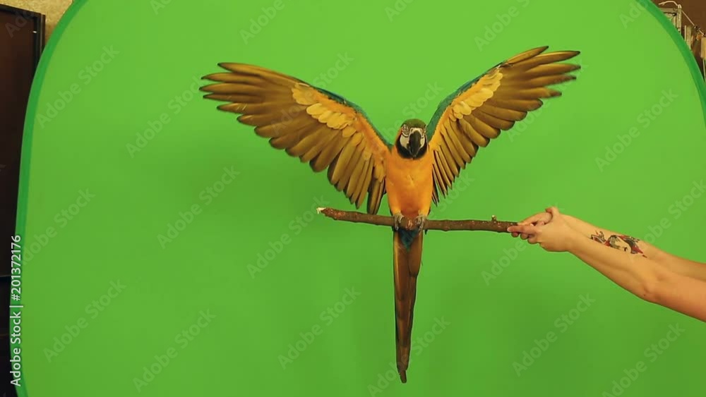 parrot macaw on a green background RIR projection goes, says, flies, eats
