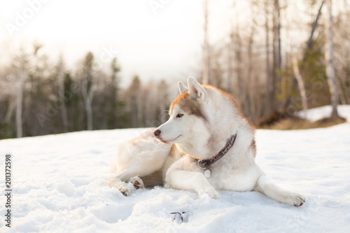 Image of lovely siberian husky dog looks like a wolf. Profile Portrait of beautiful Husky liying is on the snow in winter forest at golden sunset on mountain and forest background. © Anastasiia