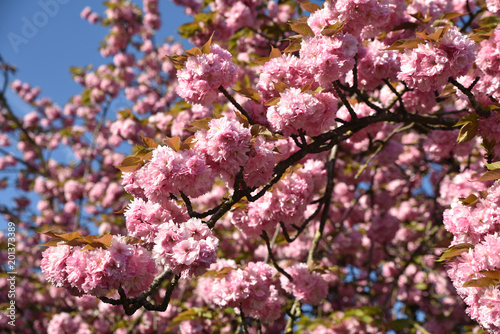 Cerisier du Japon en fleurs au printemps
