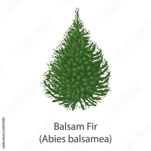 Balsam fir icon. Flat illustration of balsam fir vector icon for web