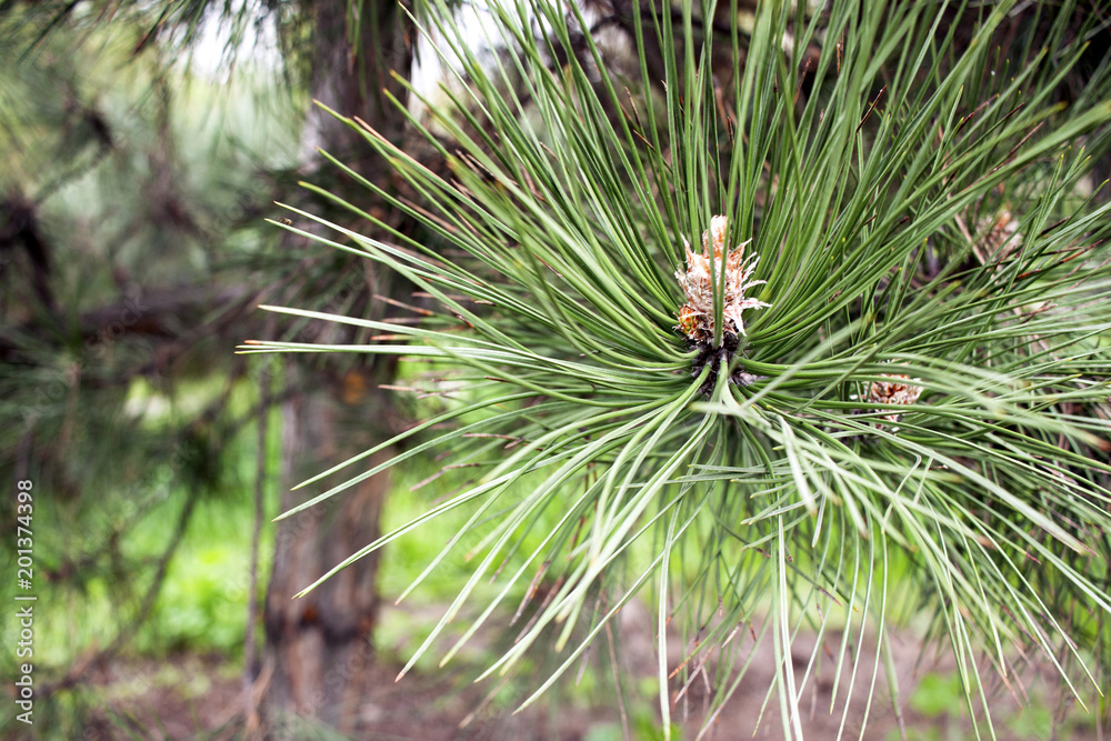 Photo of green needles of pine, macrophotography Photo of green needles of pine, macrophotography