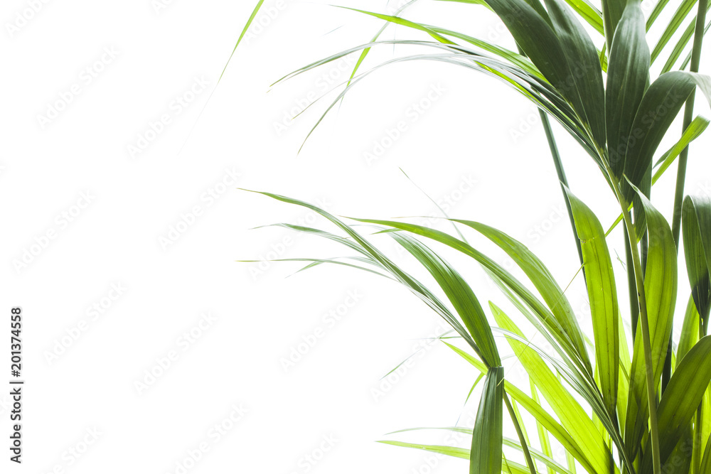 Fototapeta premium Yallow palm (Chrysalidocarpus lutescens.) leaves on white background with space for text