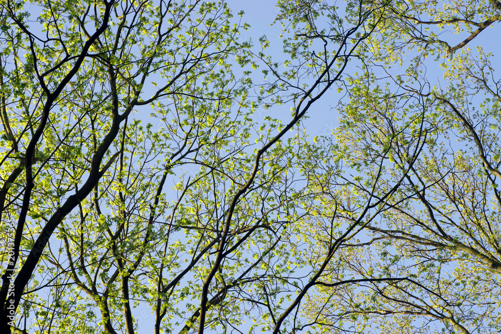 spring maple tree branches against blue sky spring maple tree branches against blue sky