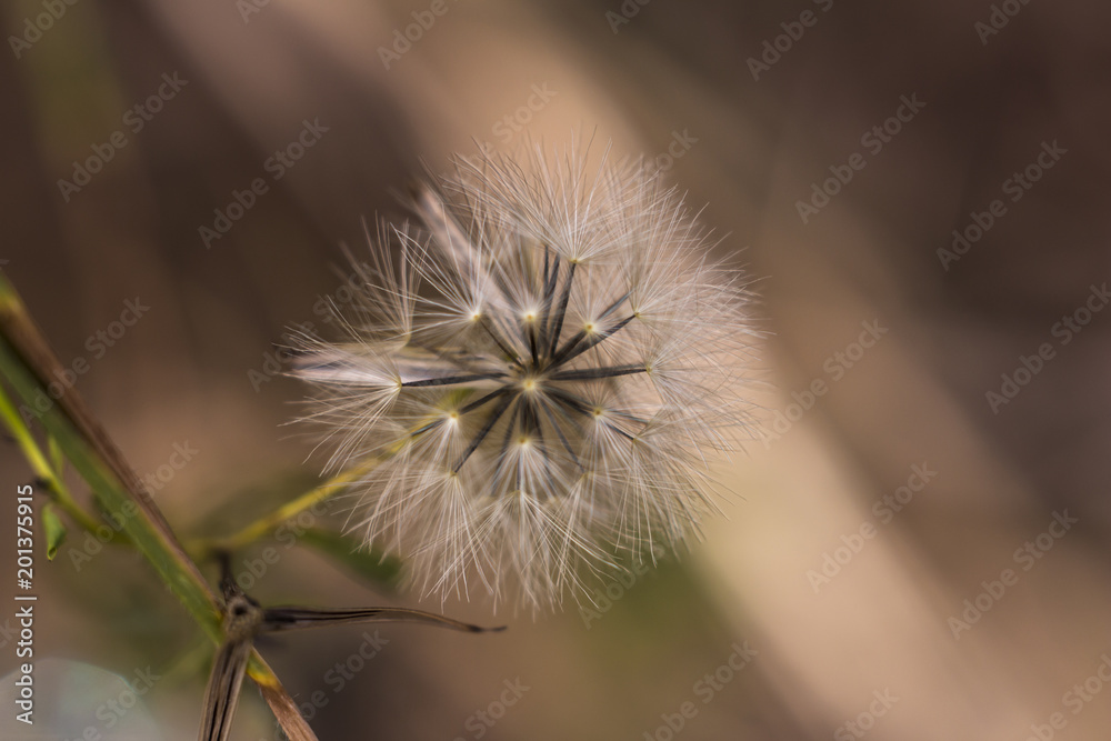 Flower (Dente de Leão)