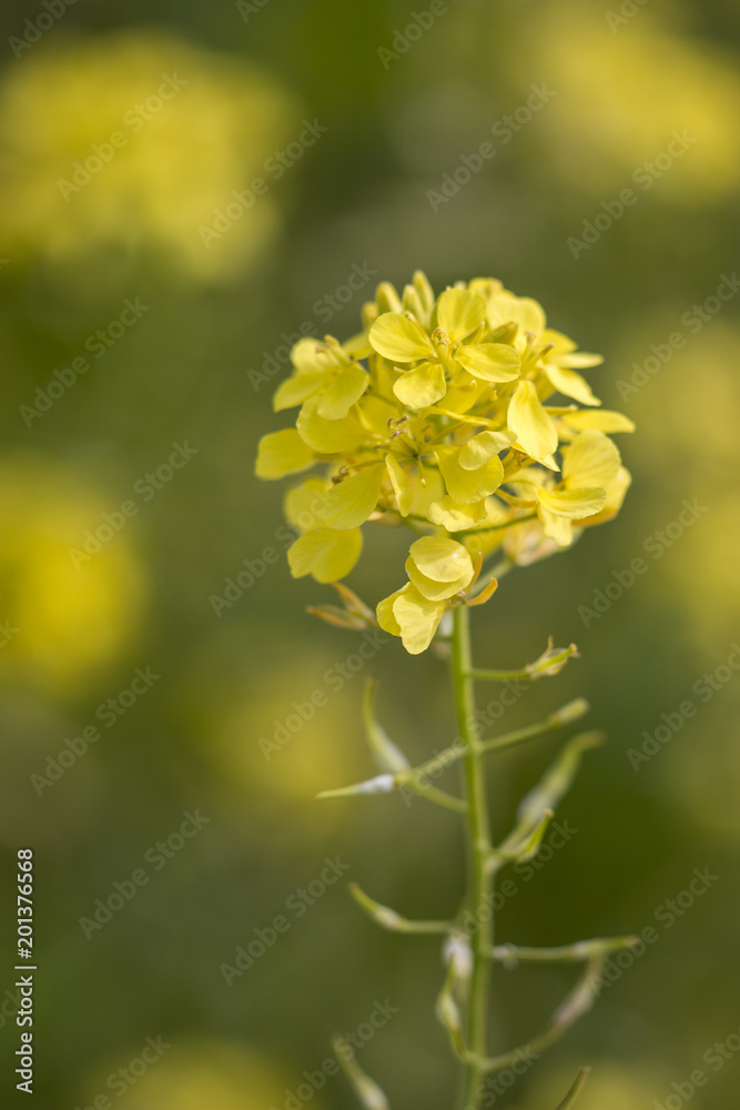 rapaseed (Brassica napus) flower