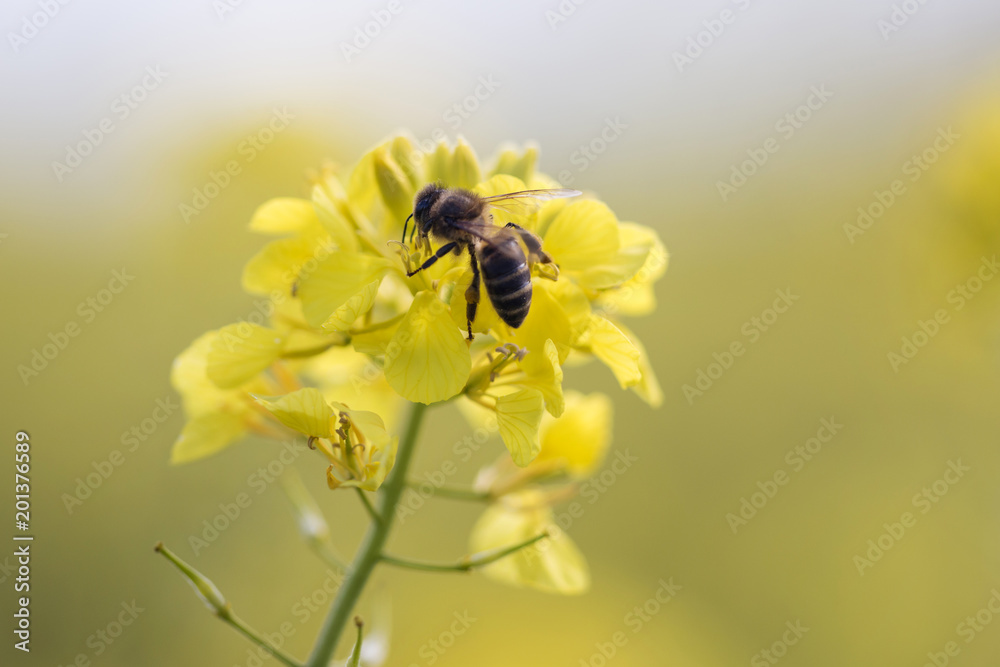rapaseed flower with honey bee rapaseed flower with honey bee