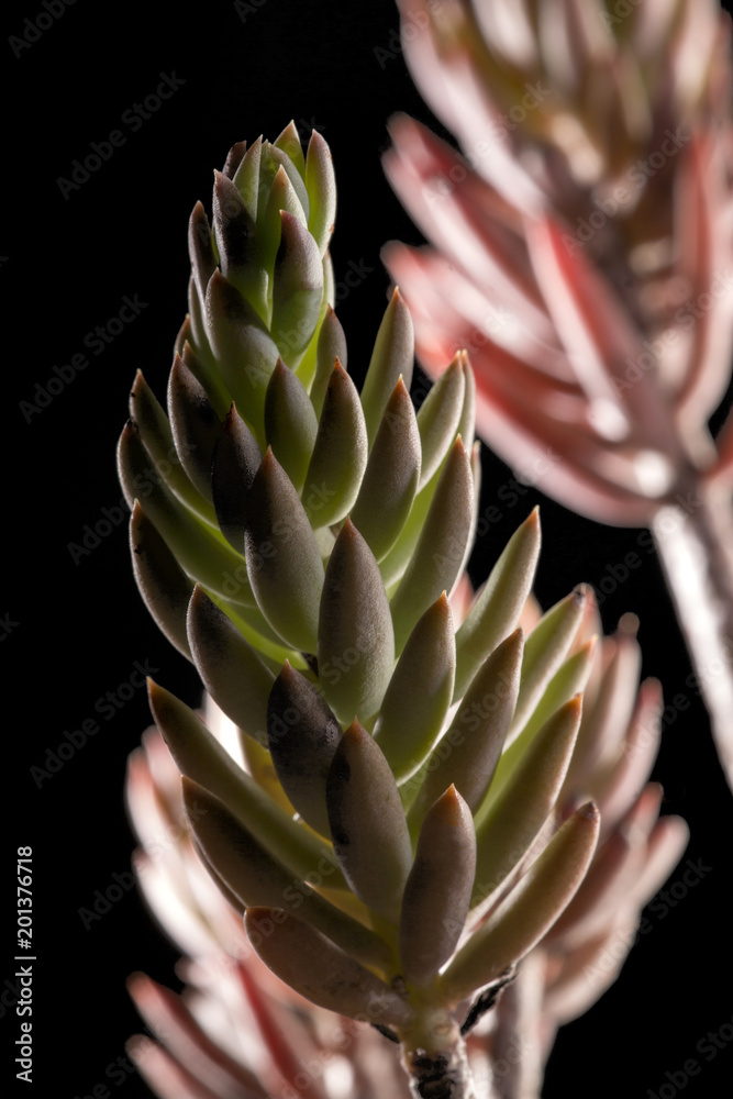 Sedum rubens succulent plant Sedum rubens succulent plant