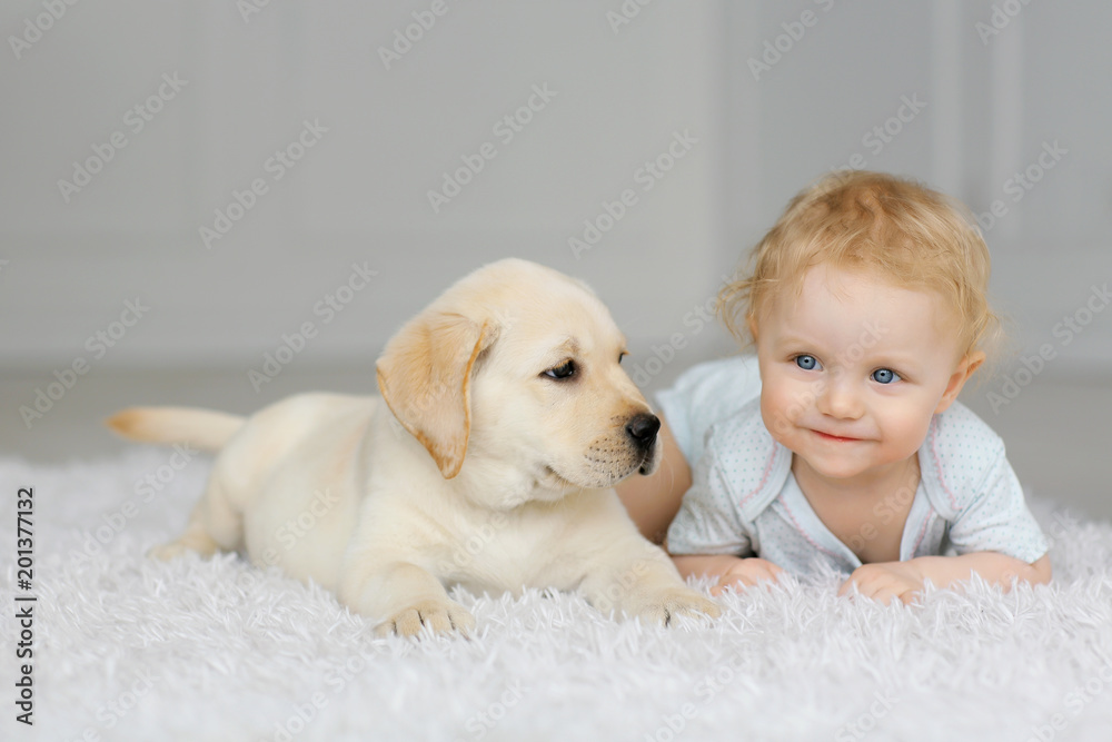Little girl with labrador puppy - obrazy, fototapety, plakaty 