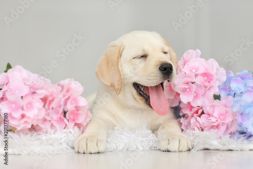 Labrador puppy with flowers