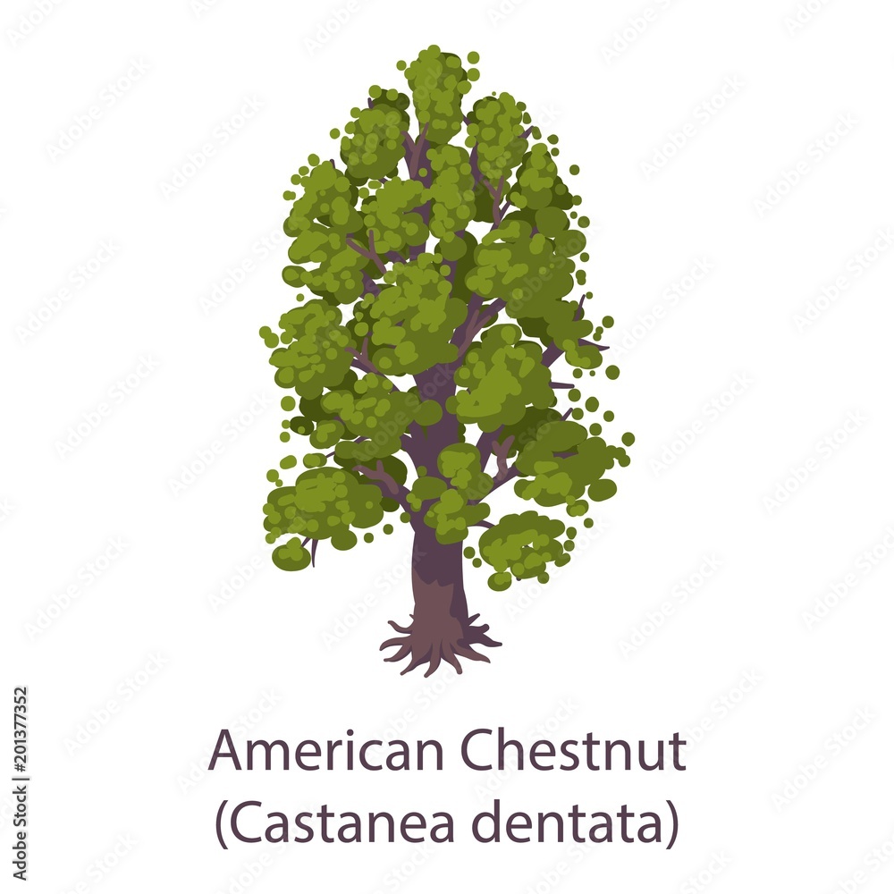 Obraz premium American chestnut icon. Flat illustration of american chestnut vector icon for web
