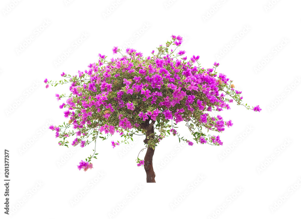 Pink bougainvillea flower tree isolated on white background