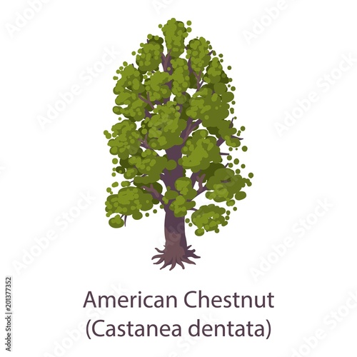 American chestnut icon. Flat illustration of american chestnut vector icon for web