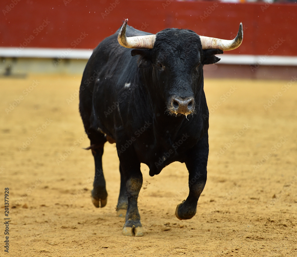 toro español en plaza de toros toro español en plaza de toros