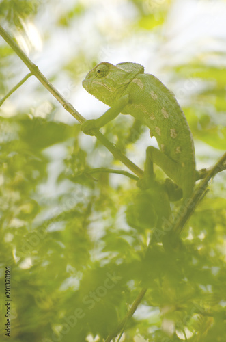  green chameleon looks sideways and he hides himself camouflaged in the thick vegetation of branches and plants