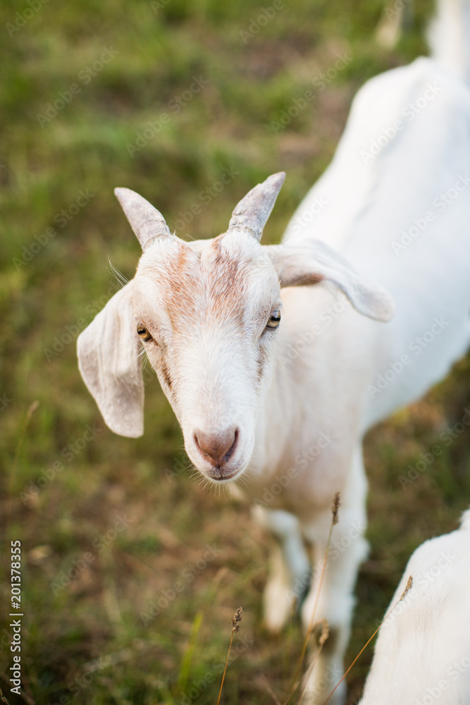 White Young Goat Green Grass Horns