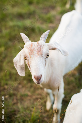 White Young Goat Green Grass Horns © Char Beck