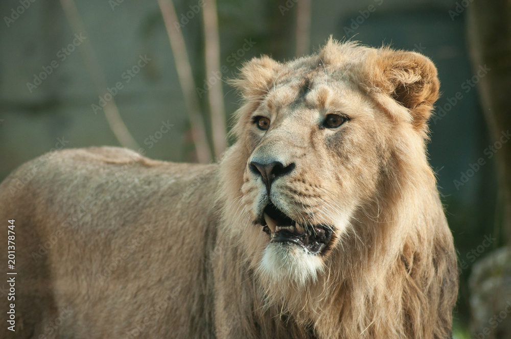 portrait of lion at the zoo