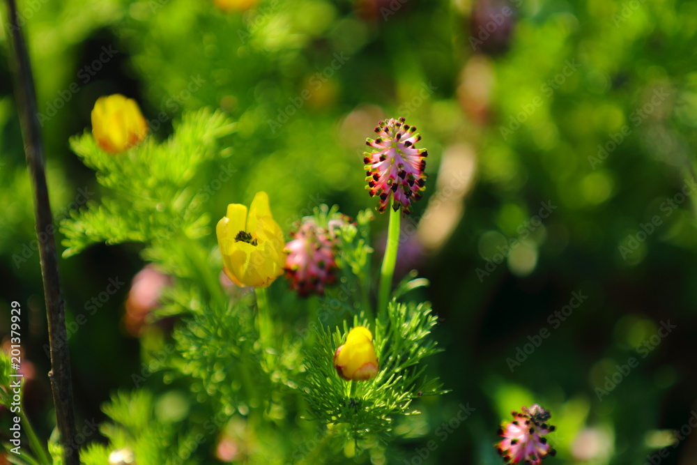 Spring Spring