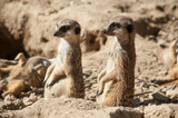 closeup of meerkats standing on the land